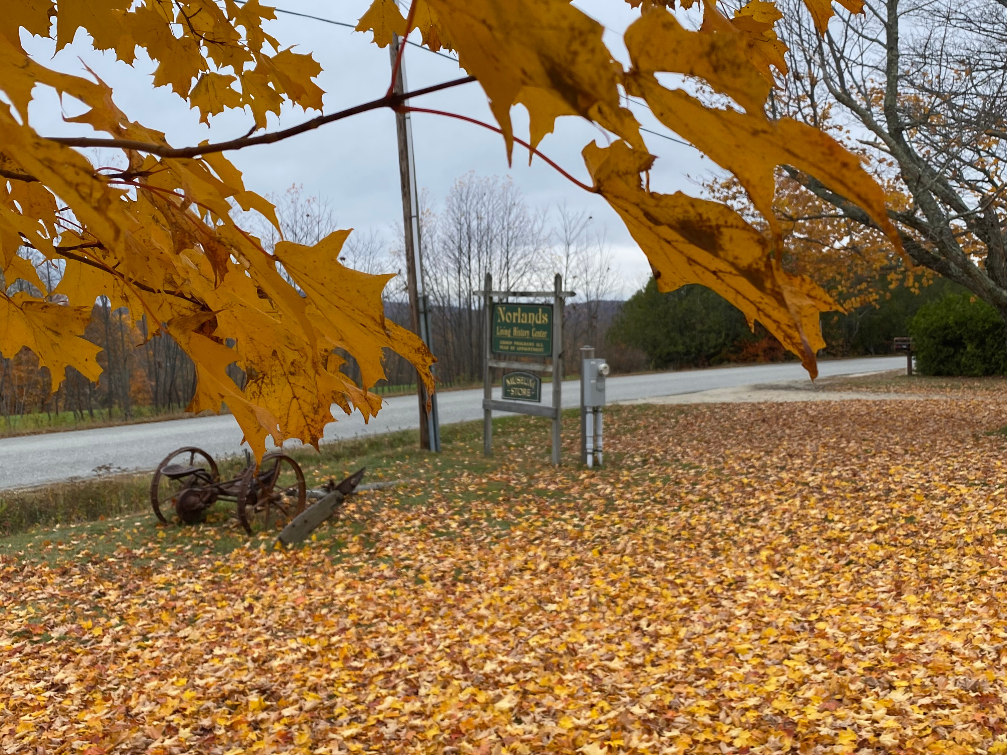 Autumn Leaves on Trees and on Ground at Norlands Maine