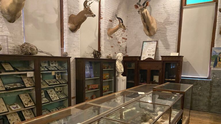 L. C. Bates Museum Animals and Displays 2 768x432