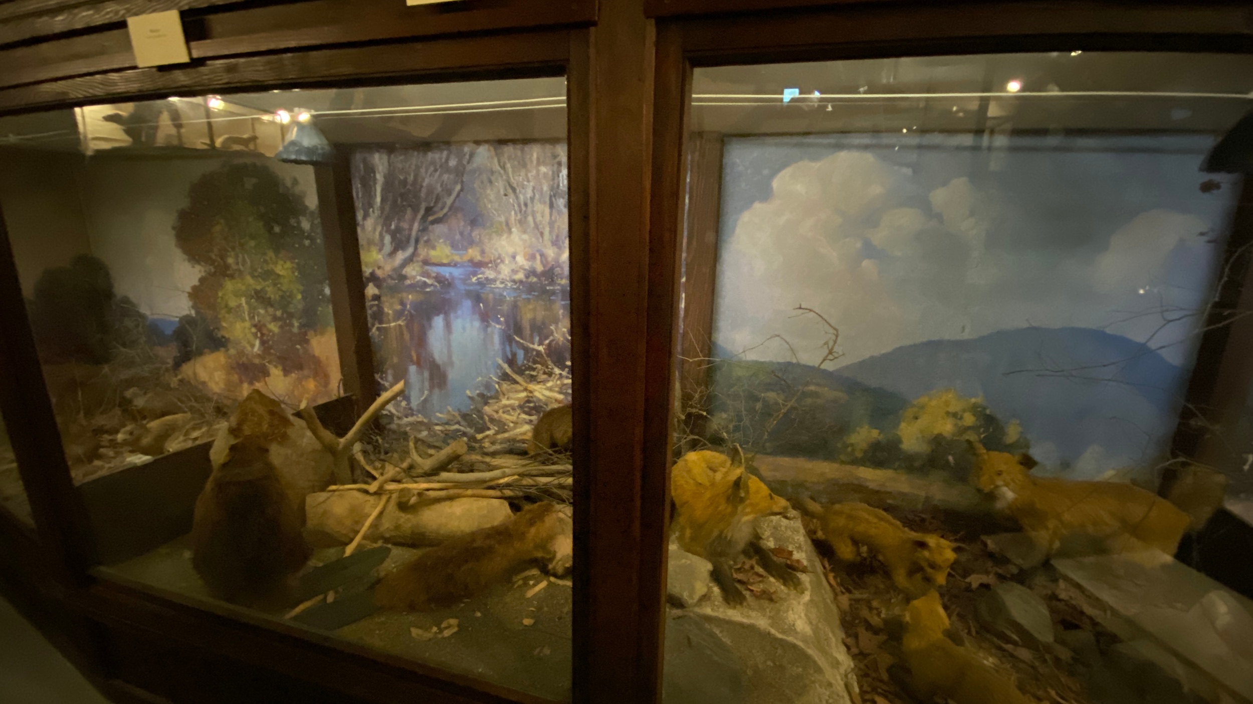 L. C. Bates Museum woodland creatures diorama
