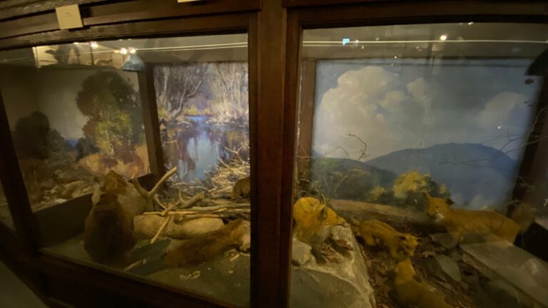 L. C. Bates Museum Woodland Diorama 2 768x432