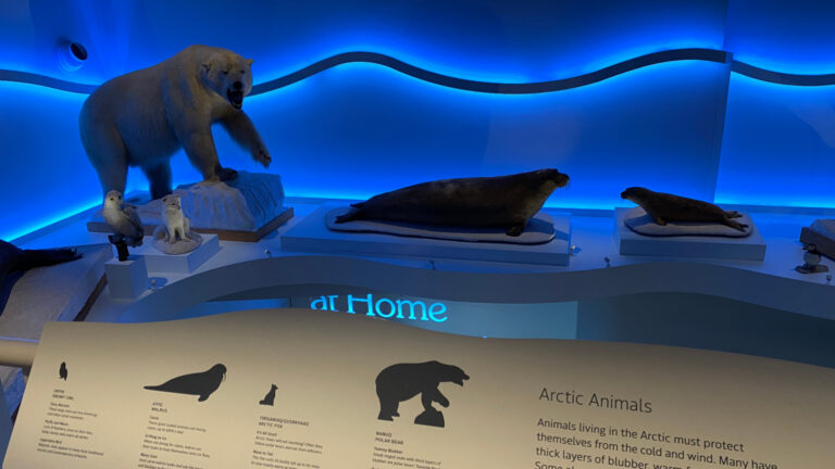 Arctic Museum Brunswick Animals Exhibit 768x432