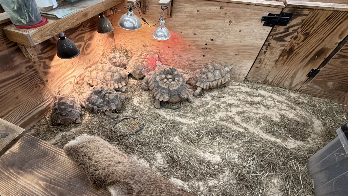 Tortoises under a heat lamp