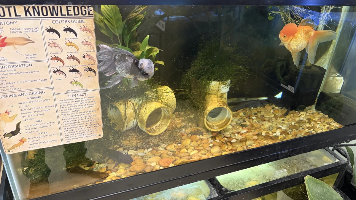 Axolotl and fish in aquarium
